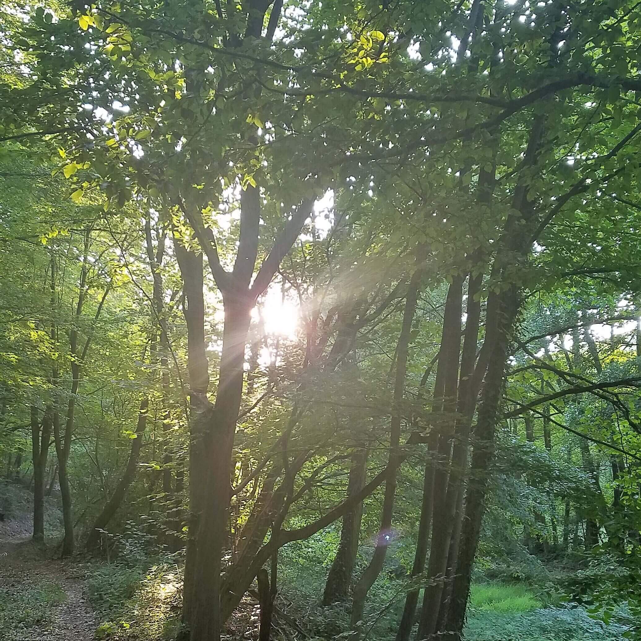 Sonnenlicht zwischen den Bäumen