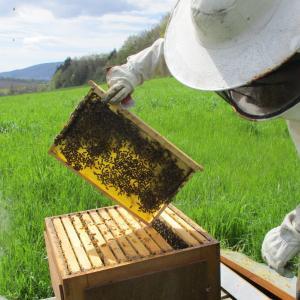 Wabe mit Bienen